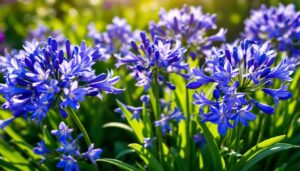 Dividing your agapanthus now would ruin everything : here’s the right moment