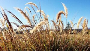 Should Ornamental Grasses Be Cut Back For Winter?